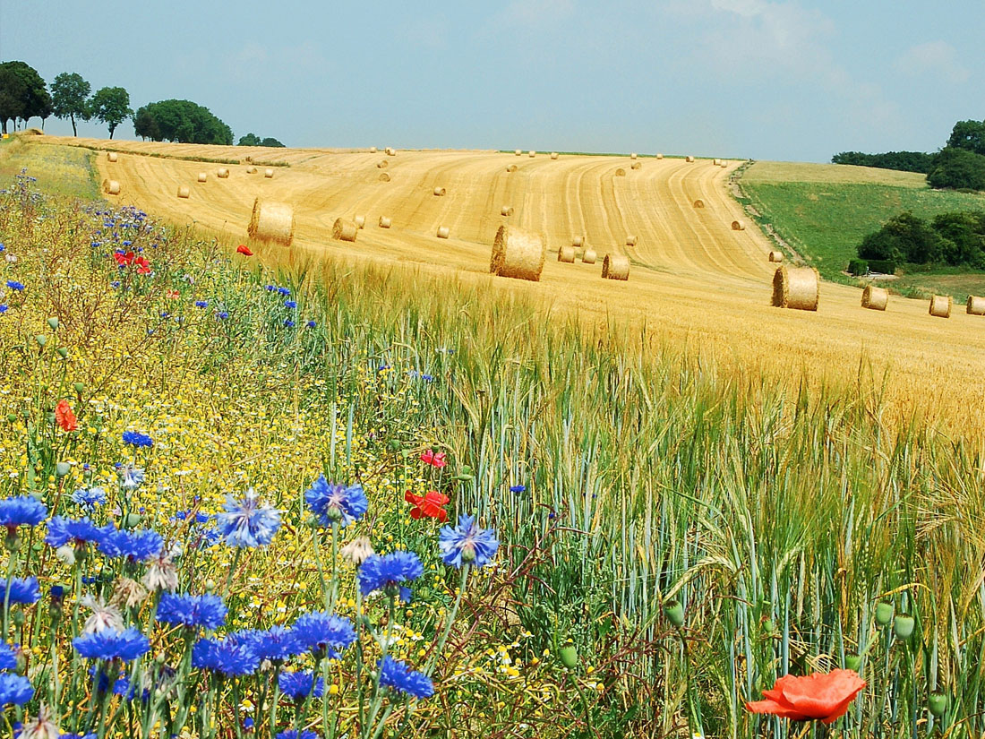Fondi agricoluta