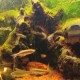 Acquario del Po